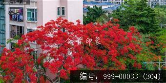 凤凰花