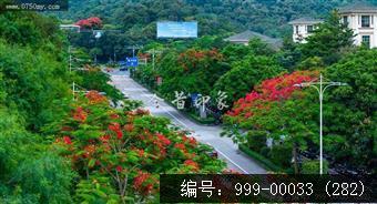 凤凰花