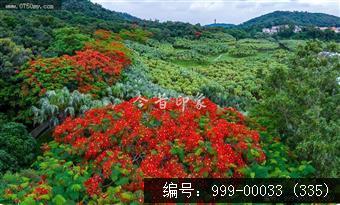 凤凰花
