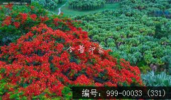 凤凰花