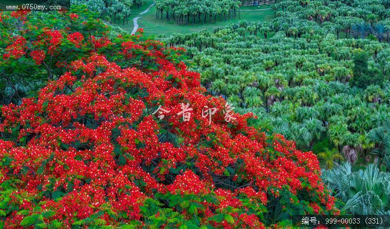 凤凰花_航拍,花