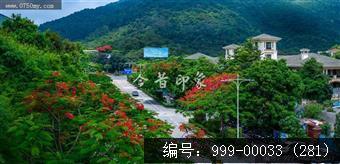 凤凰花