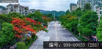 凤凰花