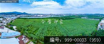 南坦葵林
