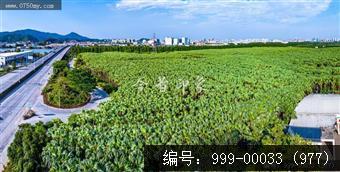 南坦葵林
