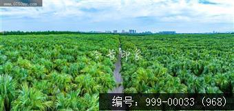 南坦葵林