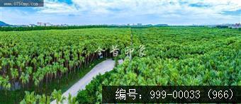 南坦葵林