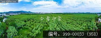 南坦葵林