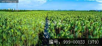 南坦葵林