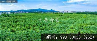 南坦葵林