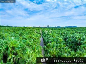 南坦葵林