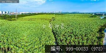 南坦葵林