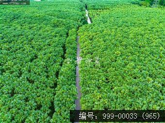南坦葵林