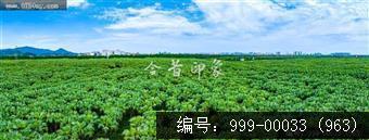南坦葵林