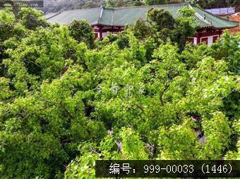 玉台寺
