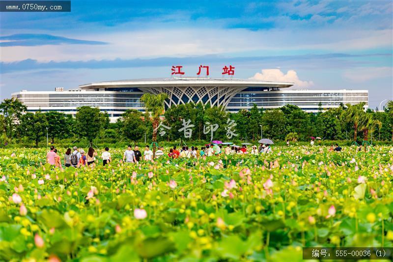 梅江生态园2024_荷花,绿色,风景,生态园