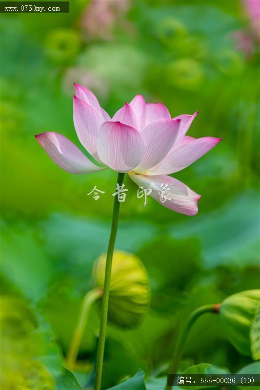 梅江生态园2024_荷花,绿色,风景,生态园