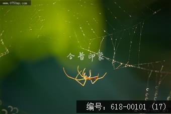 蜘蛛