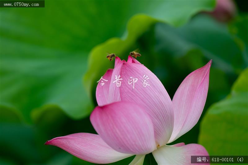 荷花_花