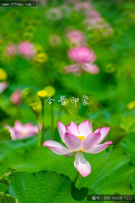 梅江生态园2024_荷花,绿色,风景,生态园