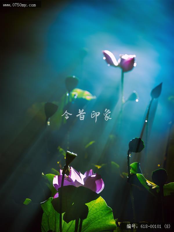 荷花_花