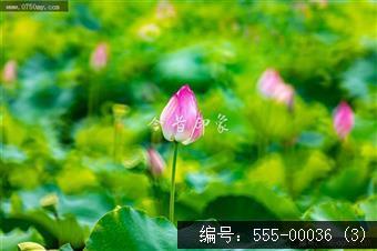 梅江生态园2024
