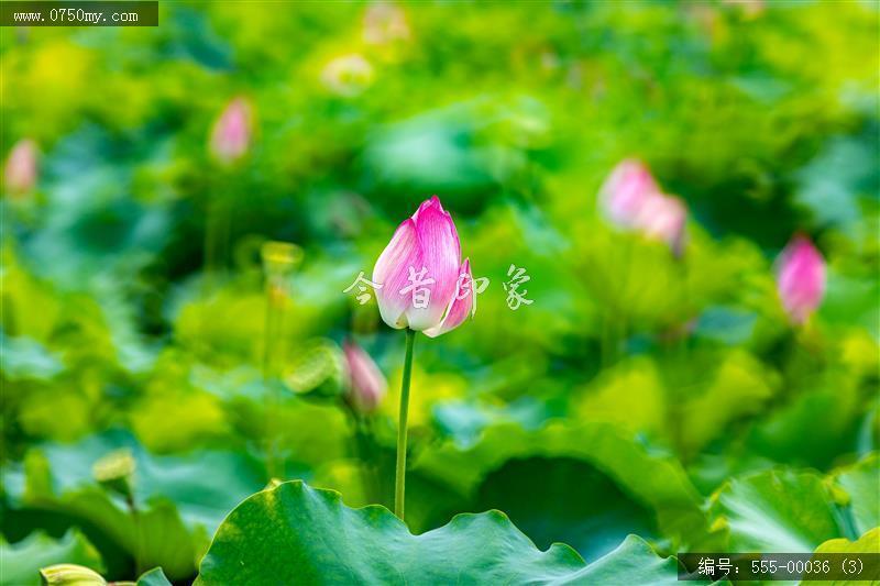 梅江生态园2024_荷花,绿色,风景,生态园