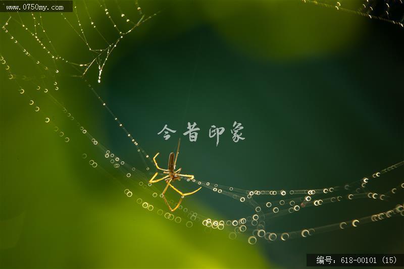 蜘蛛_动物
