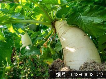 甜水萝卜