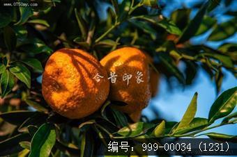 大红柑