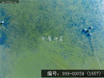 鱼塘
