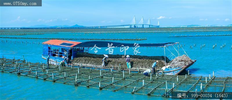 蚝排_航拍,渔业