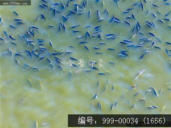 鱼塘