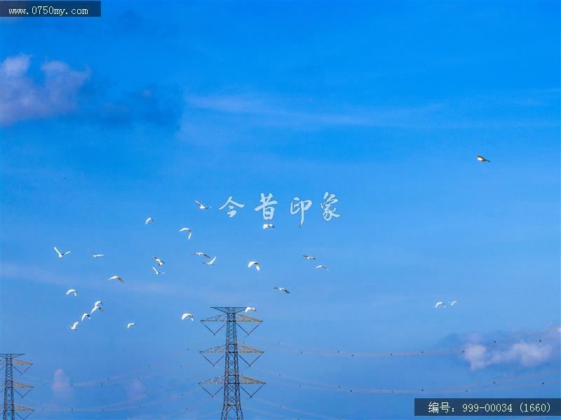 鹭鸟_航拍,生态